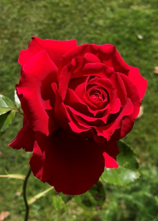 Alice's rose